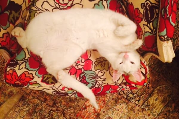 House sit in Leiden, Netherlands