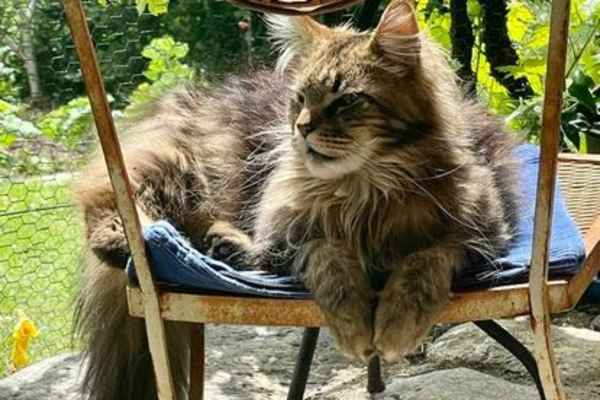 House sit in Lausanne, Switzerland
