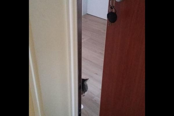 House sit in Munich, Germany
