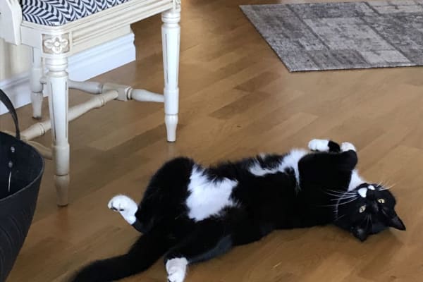 House sit in Hönö, Sweden