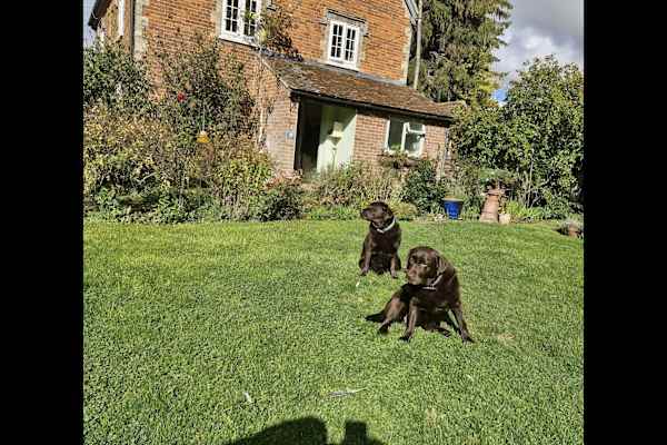 House sit in Bury St Edmunds, United Kingdom