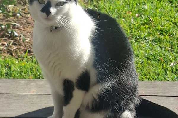 House sit in Smithtown, NSW, Australia