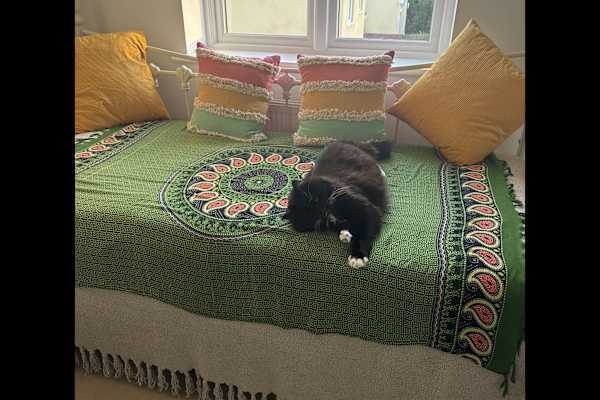 House sit in Abergavenny, United Kingdom