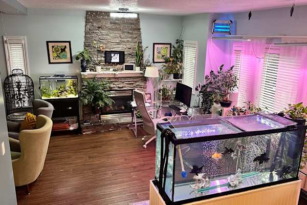 House sit in Maple Ridge, BC, Canada