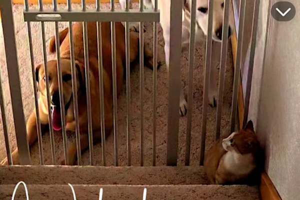 House sit in Sterling, CO, US