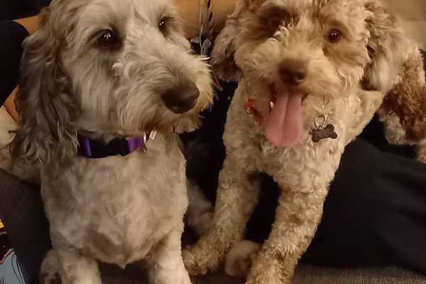 House sit in Waterlooville, United Kingdom