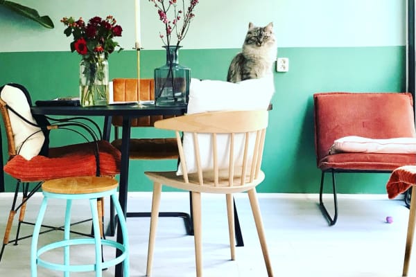 House sit in Amsterdam, Netherlands