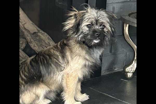 House sit in Nanaimo, BC, Canada