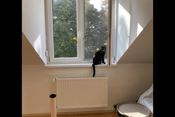 House sit in Budapest, Hungary