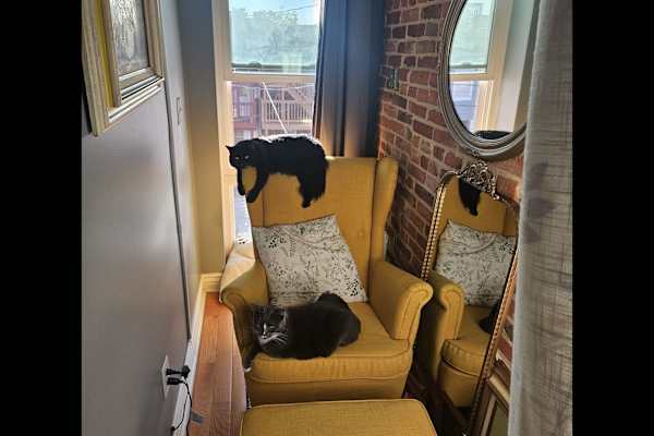 House sit in Baltimore, MD, US
