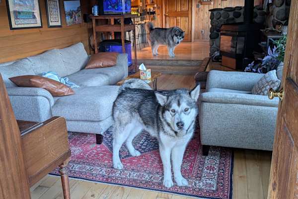 House sit in Steamboat Springs, CO, US
