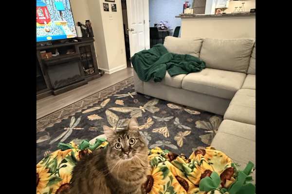 House sit in Williamsburg, VA, US