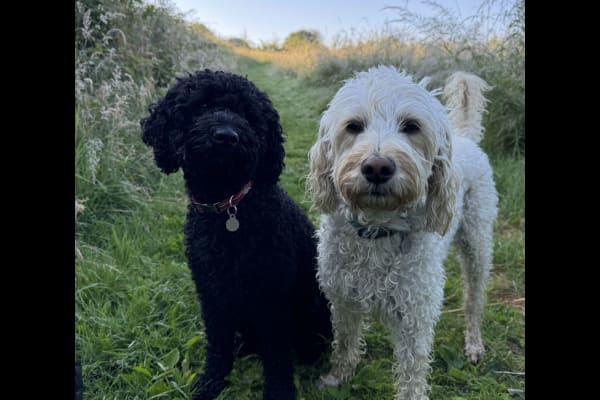 House sit in Maidstone, United Kingdom