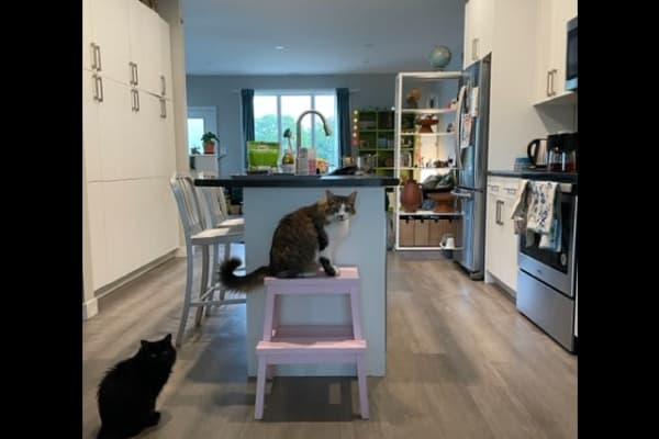 House sit in Winnipeg, MB, Canada
