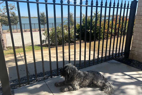 House sit in Coppell, TX, US