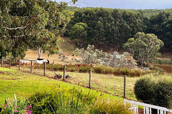 House sit in Willunga, SA, Australia