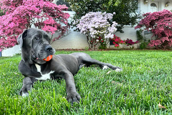 House sit in Bethesda, MD, US