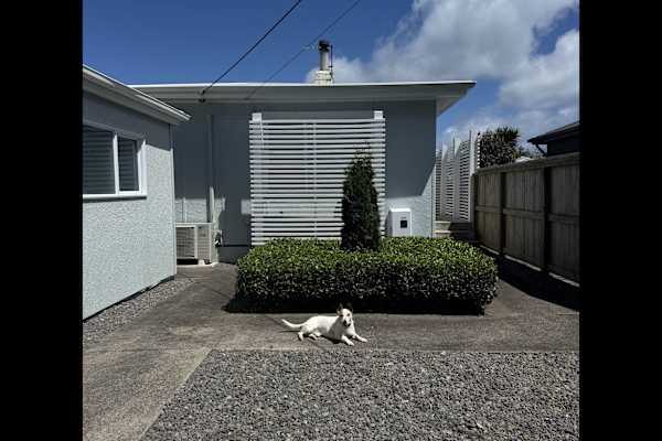 House sit in New Plymouth, New Zealand