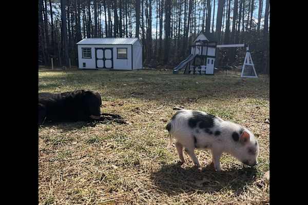 House sit in Fredericksburg, VA, US