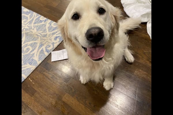 House sit in Kirkland, WA, US