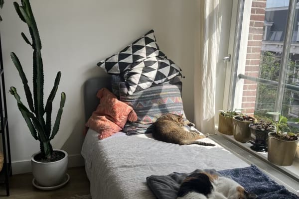 House sit in Amsterdam, Netherlands