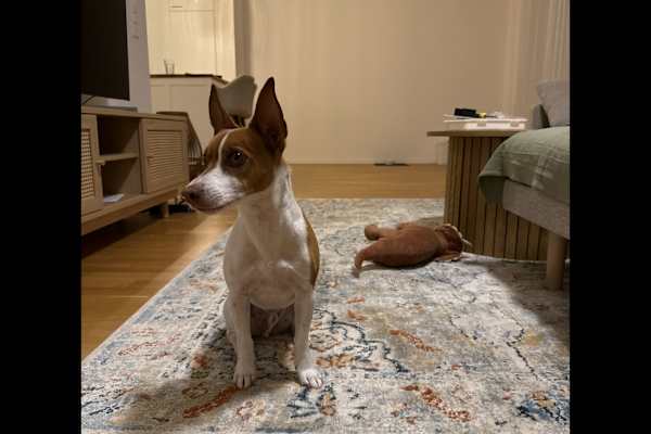 House sit in Adliswil, Switzerland