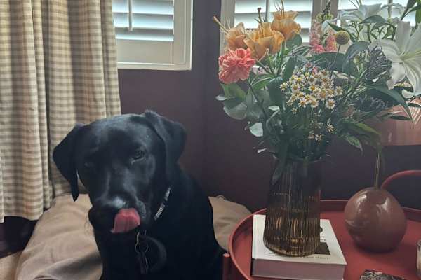 House sit in Worcester, United Kingdom