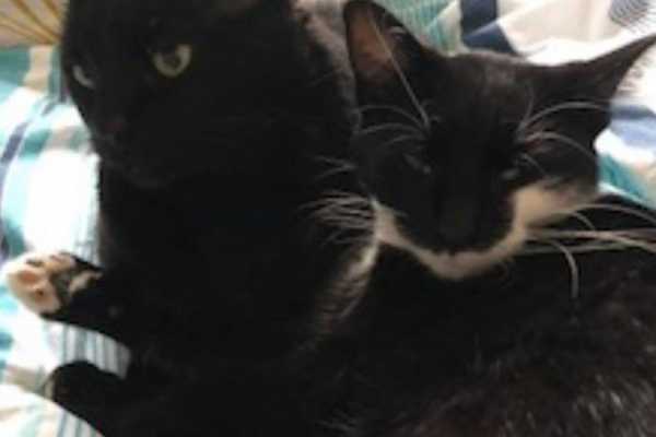 House sit in Melbourne, VIC, Australia