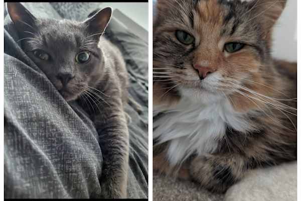 House sit in Kilmarnock, United Kingdom