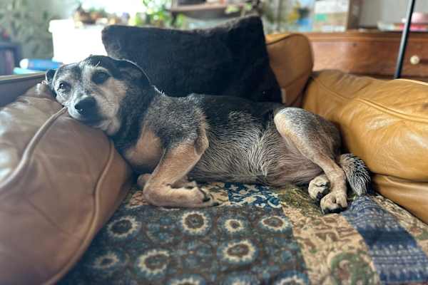 House sit in Arcata, CA, US