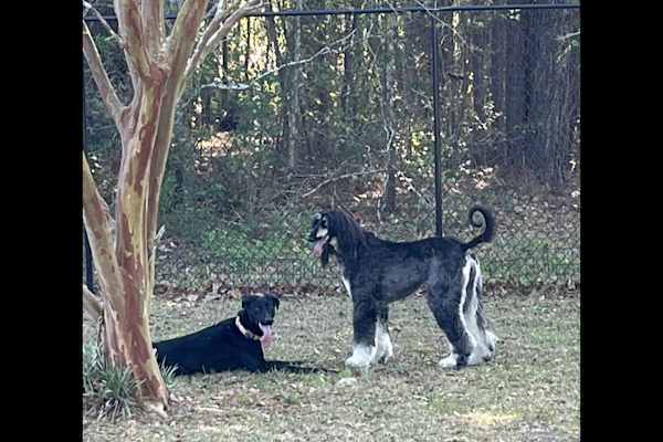 House sit in Wilmington, NC, US