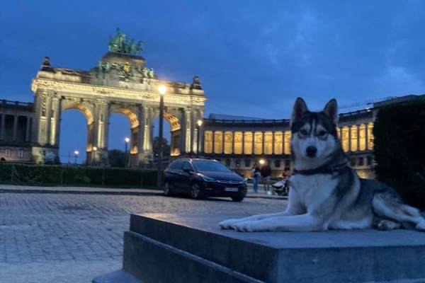 House sit in Brussels, Belgium