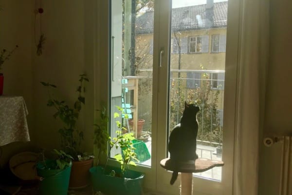 House sit in Bern, Switzerland