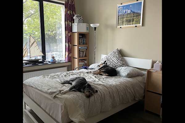 House sit in Brussels, Belgium