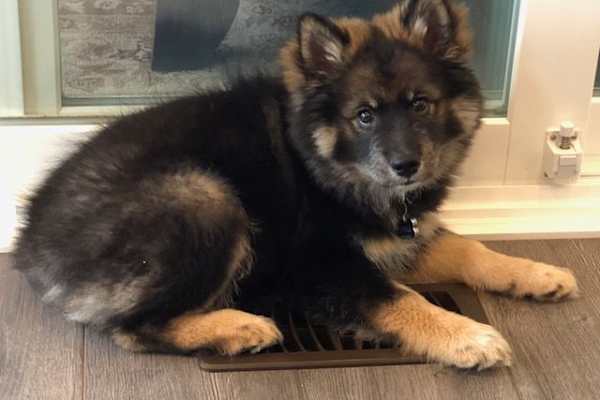 House sit in Collingwood, ON, Canada