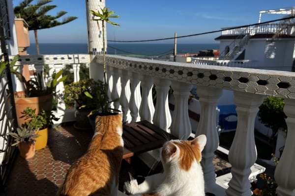 House sit in El Harhoura, Morocco