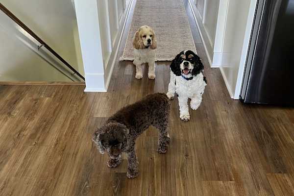 House sit in Morehead City, NC, US