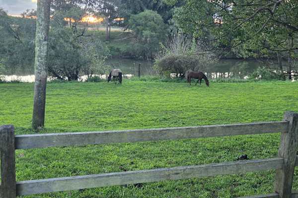 House sit in Wyrallah, NSW, Australia