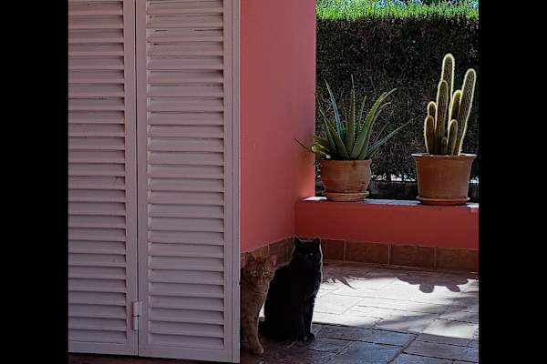 House sit in Sevilla, Spain