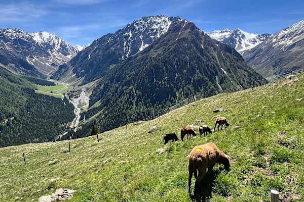 House sit in Sankt Sigmund im Sellrain, Austria