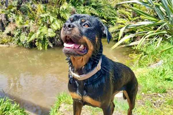 House sit in Hokitika, New Zealand