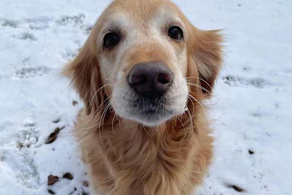 House sit in Bothell, WA, US