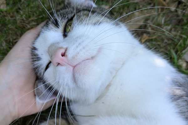 House sit in Leeds, United Kingdom