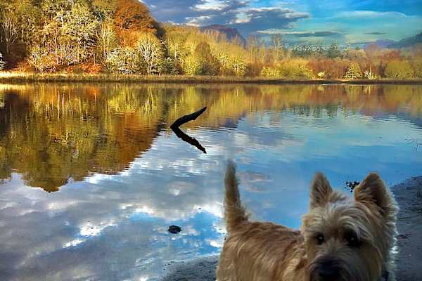 House sit in Blair Atholl, United Kingdom