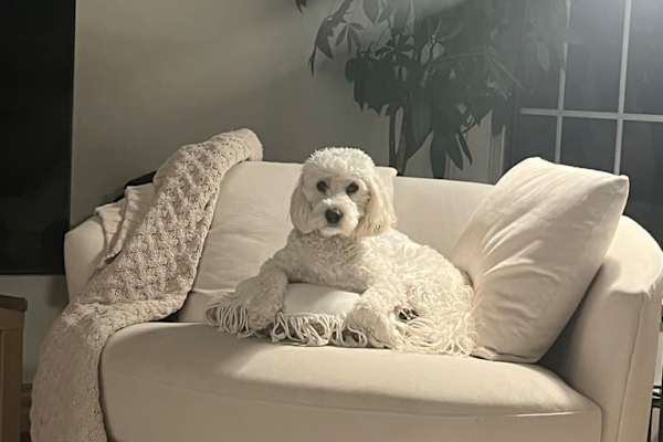 House sit in Halifax, NS, Canada