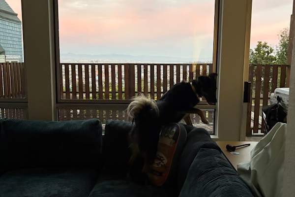 House sit in San Francisco, CA, US