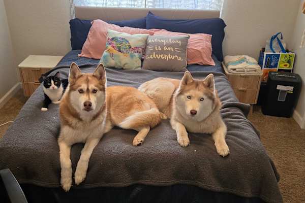 House sit in Lake Elsinore, CA, US