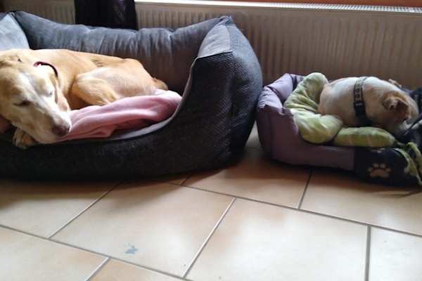 House sit in Ueckermünde, Germany