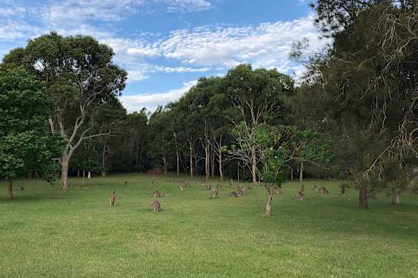 House sit in Bawley Point, NSW, Australia