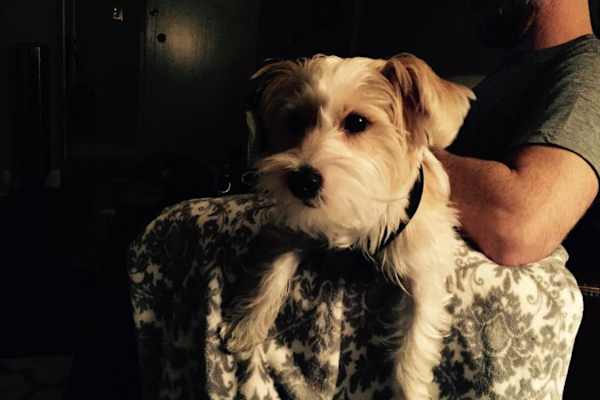 House sit in Toronto, ON, Canada